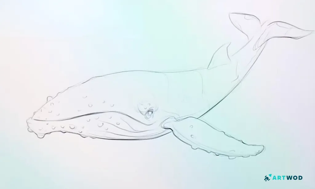 Passo 5: Desenhando Baleias: Arte Marinha Realista e Estilizada