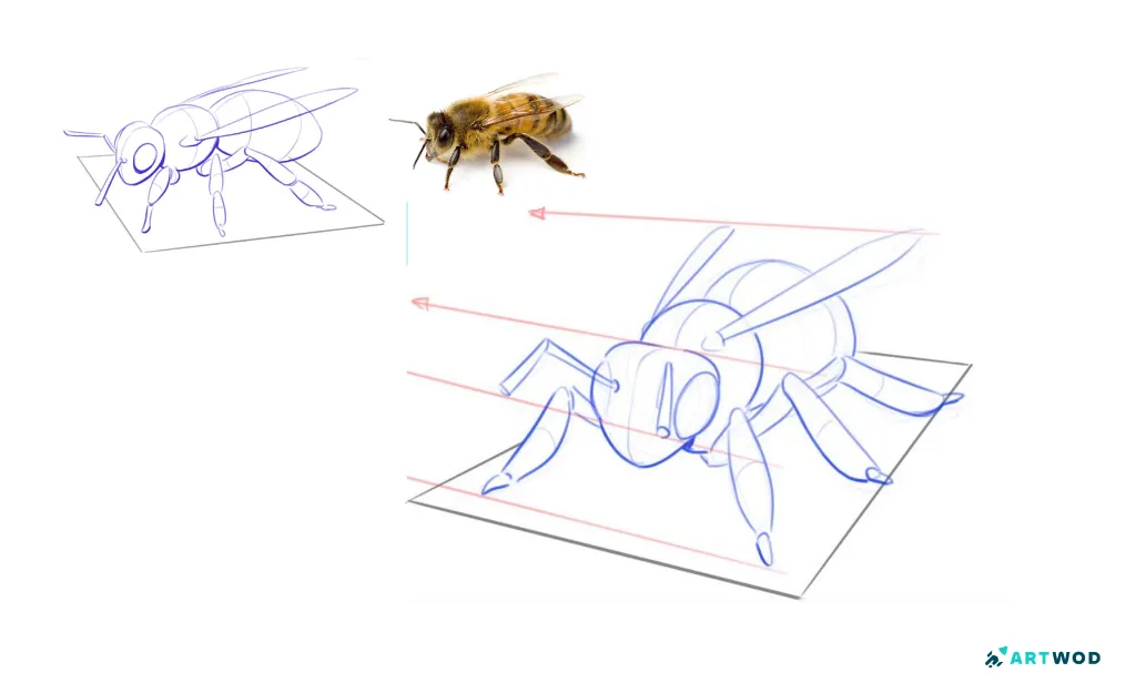 A bee drawn in 2 different perspectives with planes at the bottom for clarity. Instructional drawing. Reference attached&nbsp;