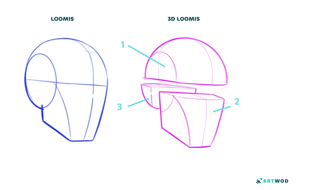 Step 1, How to Draw Faces: Loomis head to 3D Loomis head comparison