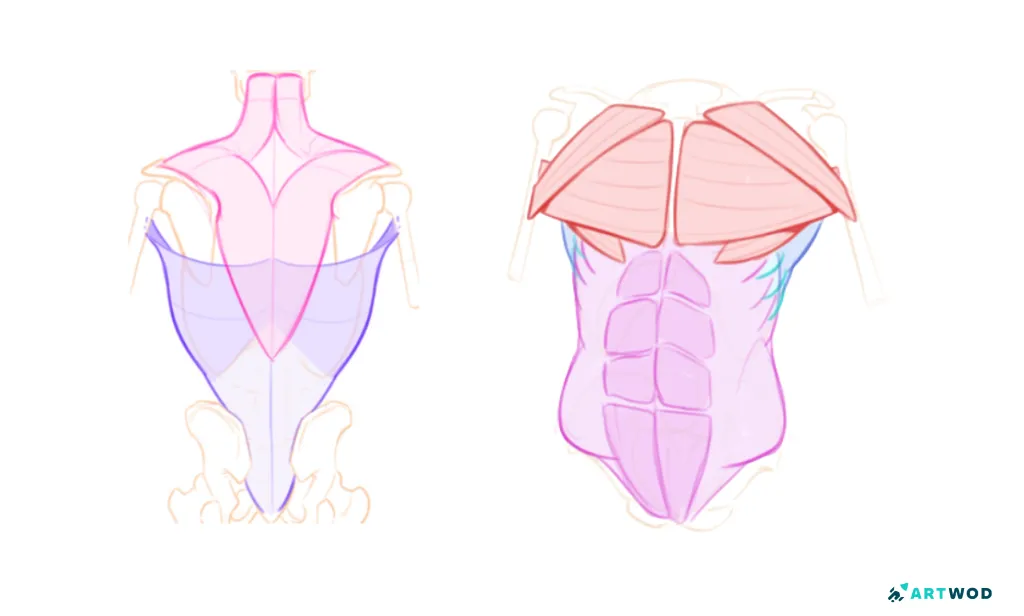Digital 2d anatomy studies: torso, divided my muscle groups