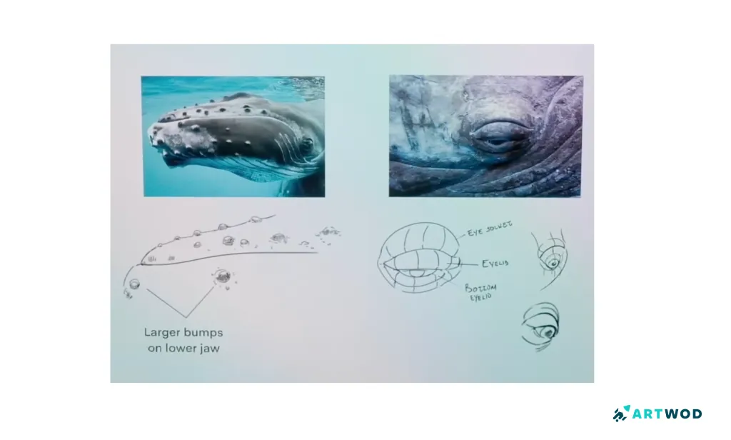 Passo 4: Desenhando Baleias: Arte Marinha Realista e Estilizada