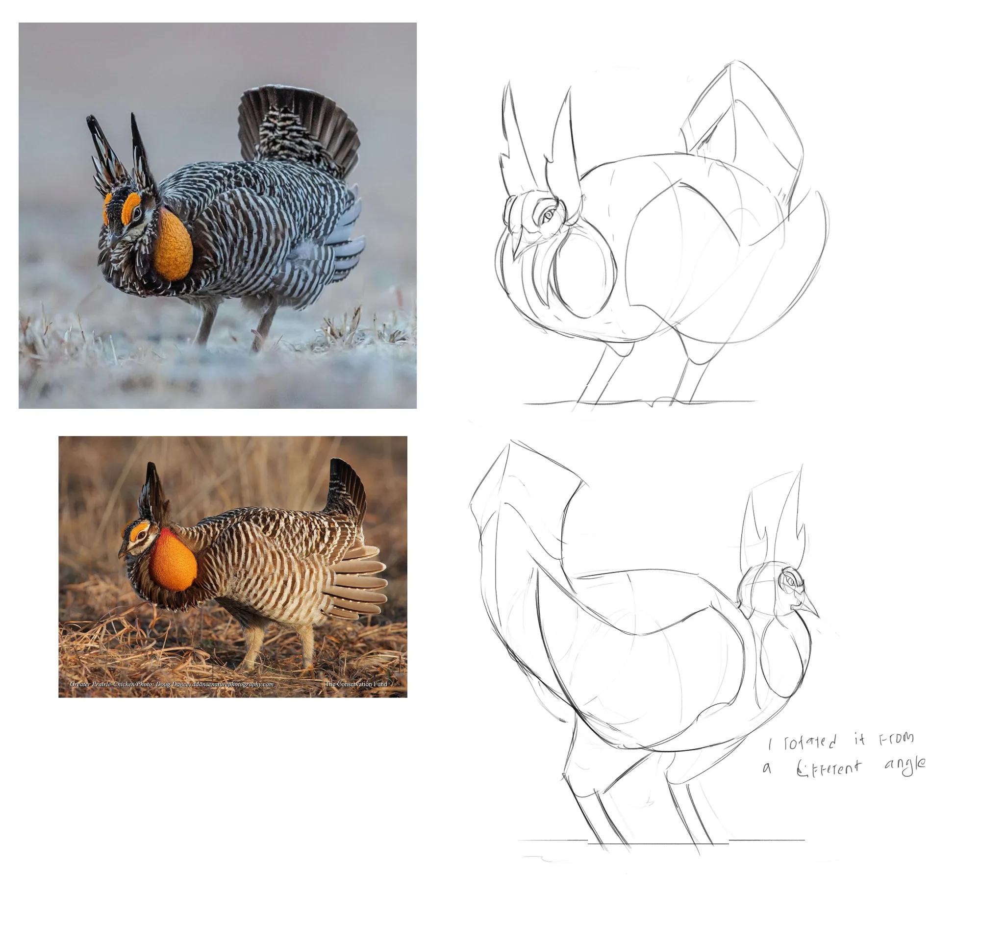 bird construction study