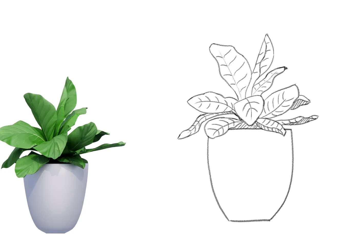 Plants Practise
