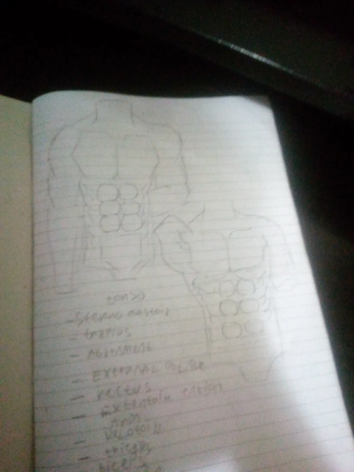 Torso anatomy